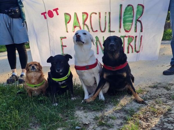 2 iunie 2024 – PROTESTUL CĂȚEILOR. VREM ȘI NOI SĂ NE MARCAM TERITORIUL ÎN&nbsp;IOR